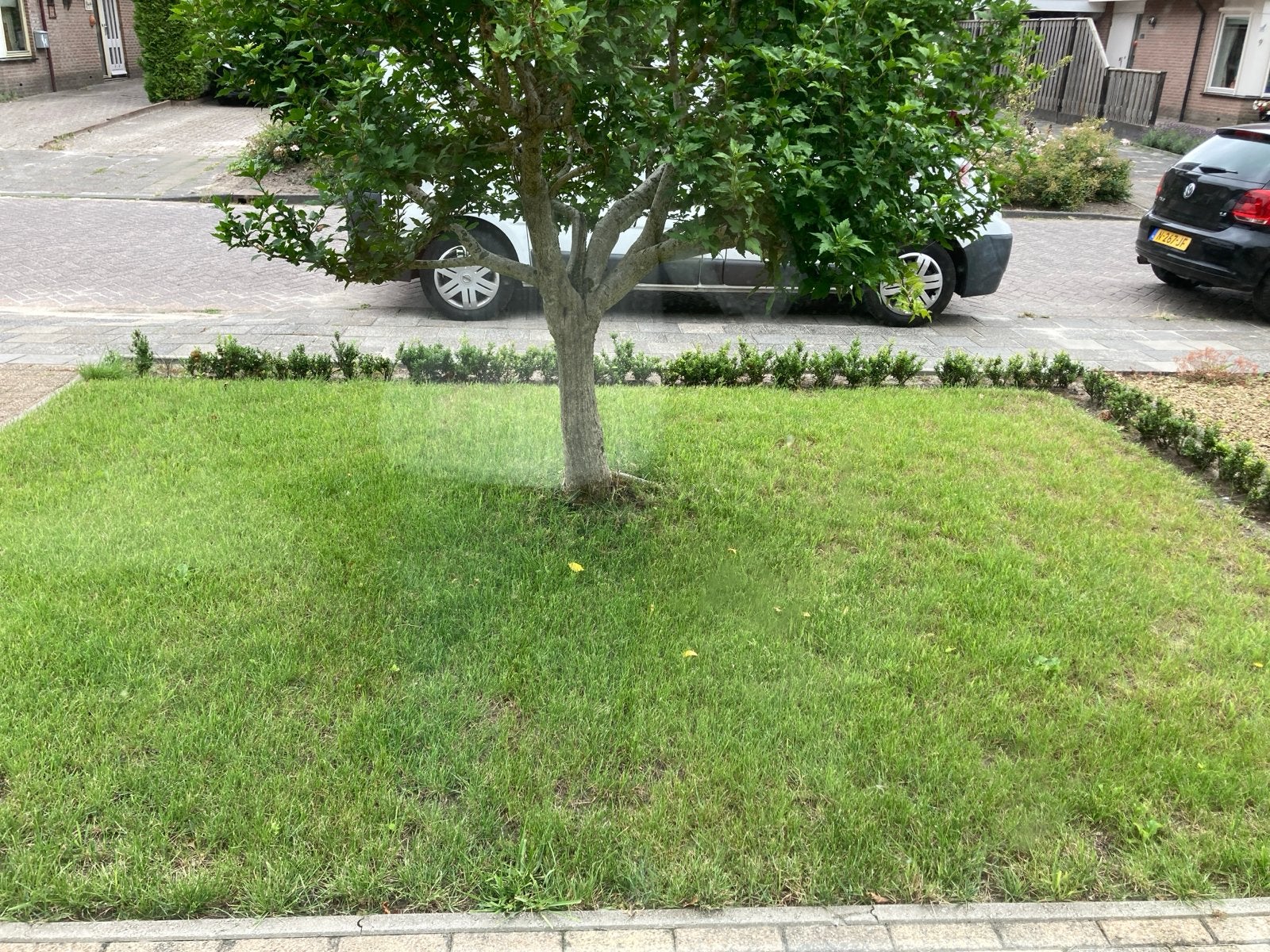 Ilex haagje - 50 stuks, ca. 20 cm hoog, Tuin en Terras, Planten | Struiken en Hagen, Ophalen, Hulst, Haag, Minder dan 100 cm