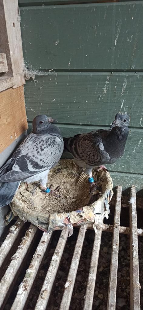 Postduiven koppel jongen, Dieren en Toebehoren, Vogels | Duiven, Meerdere dieren, Postduif