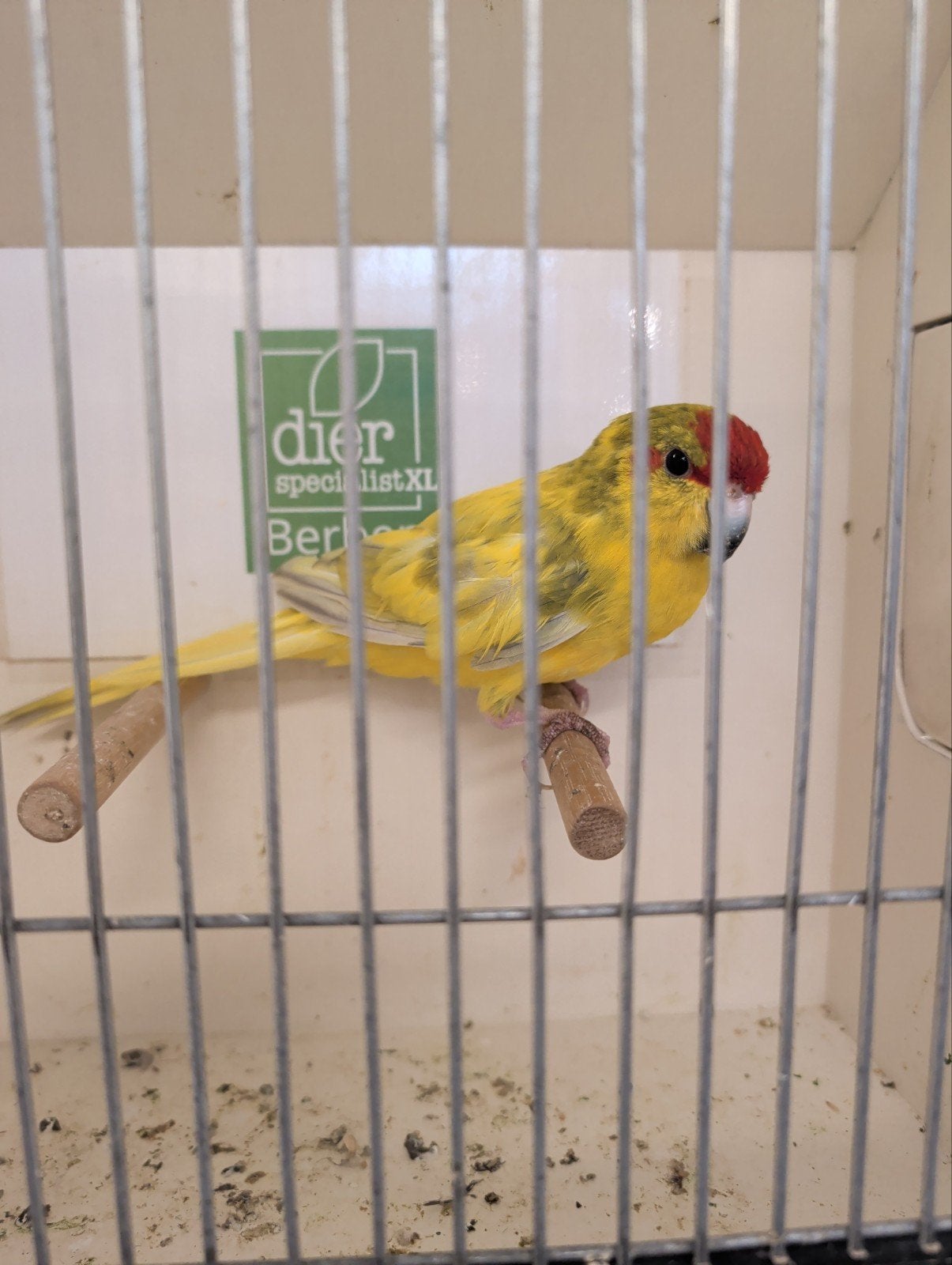 Kakarikie man olijf gezoomd, Dieren en Toebehoren, Vogels | Kanaries, Mannelijk, Kleurkanarie