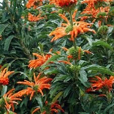Zaden Leonotis nepetefolia, Verzenden, Volle zon