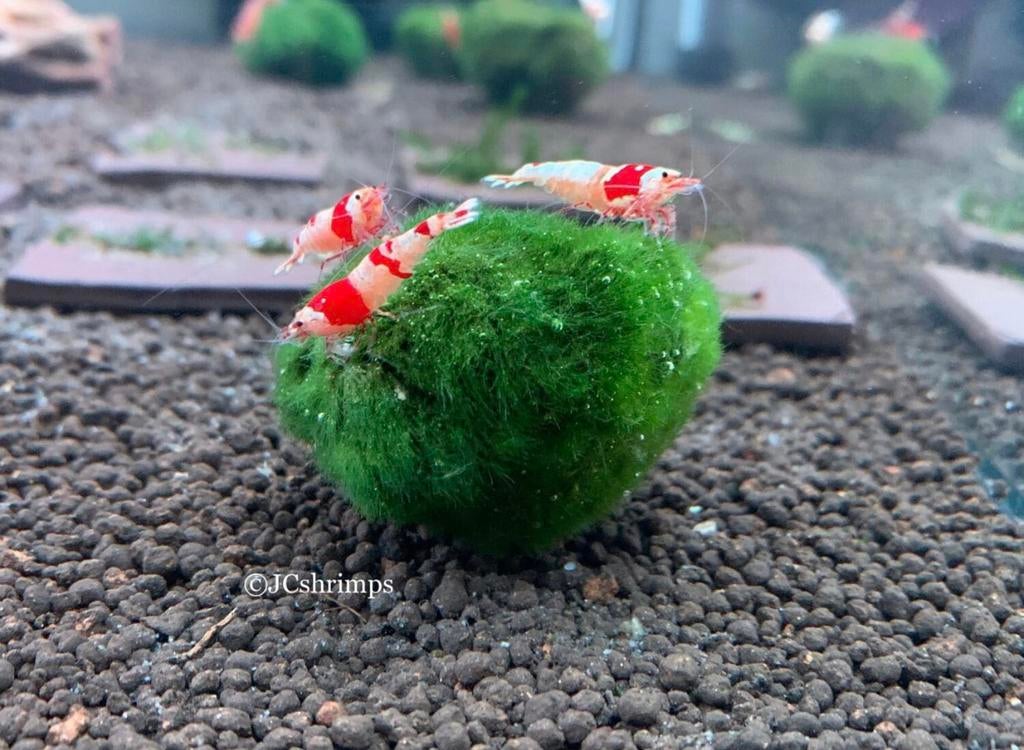 Chladophlora mos bal 3-5 cm | Aquarium plant, -, Ophalen of Verzenden, -, Plant(en), Steen of Hout