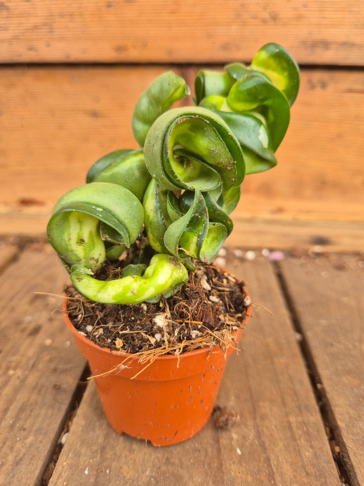 Hoya Carnosa Compacta Mauna Loa p6 (5), Huis en Inrichting, Kamerplanten, Ophalen of Verzenden, Halfschaduw, Minder dan 100 cm