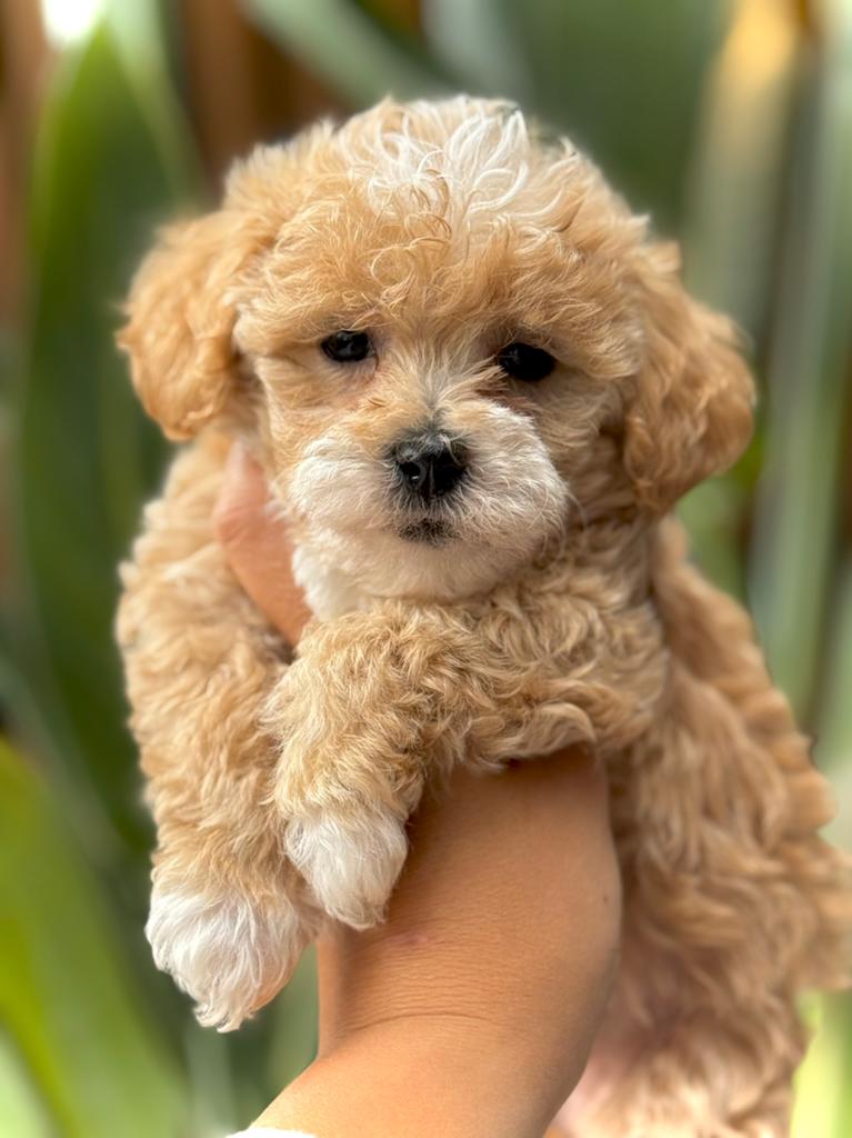 Maltipoo pups ❤️ mogen het nest verlaten, Dieren en Toebehoren, Parvo, Overige rassen, 8 tot 15 weken, Meerdere
