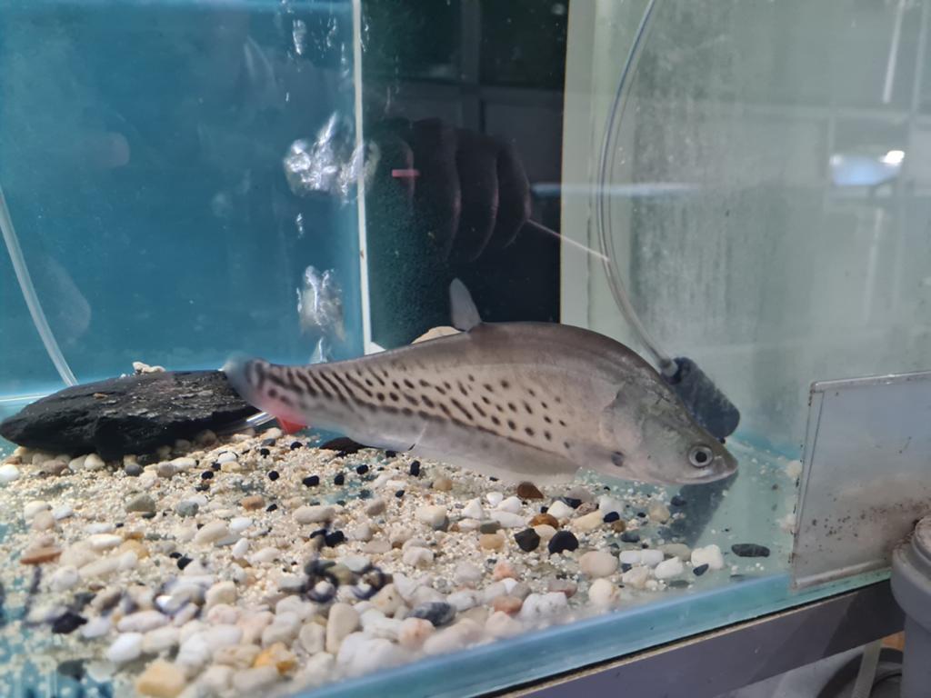 Chitala Blanci, Koningsmesvis, mesvis, Dieren en Toebehoren, Vissen | Aquariumvissen, Vis, Zoetwatervis