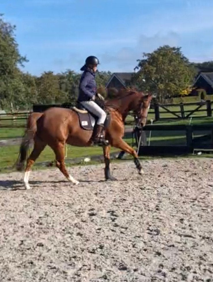 10 jarig paard, Merrie, M, Dressuurpaard, 7 tot 10 jaar