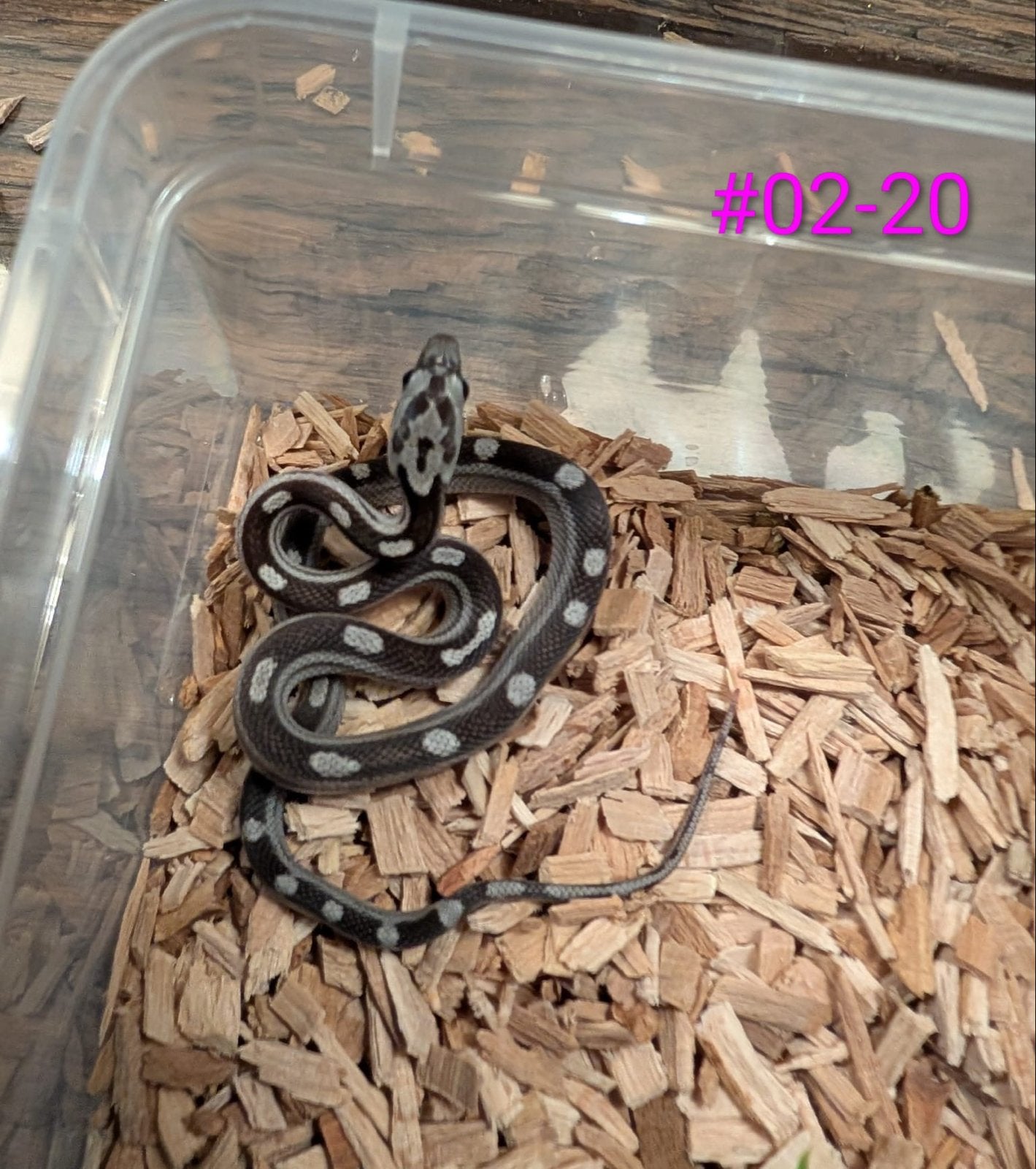 Jonge Anery / Charcoal rattenslangen Rat Snake photo 8