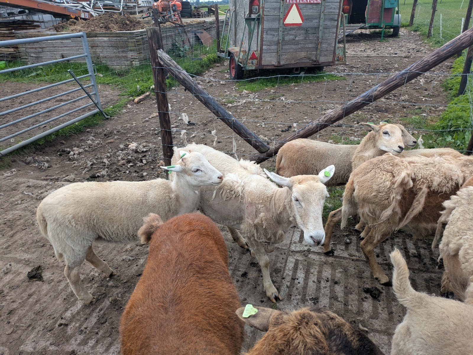X Maasduin ooi en ramlammeren, Meerdere dieren, Schaap