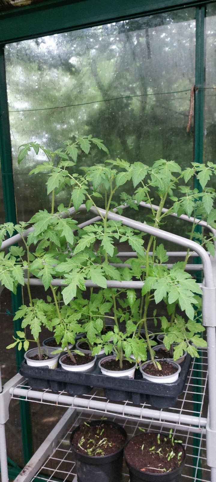 Tomatenplantjes Resi Bella onbespoten, Ophalen, Overige soorten, Volle zon
