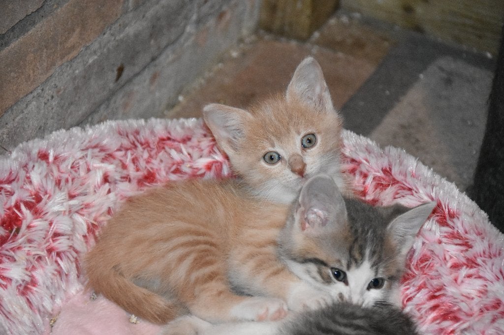 6 lieve kittens te koop!️, Dieren en Toebehoren, Meerdere dieren, Kortharig, 0 tot 2 jaar