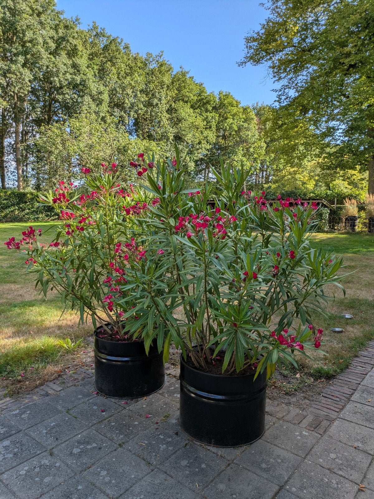 Oleander 2 stuks, Ophalen, 100 tot 250 cm