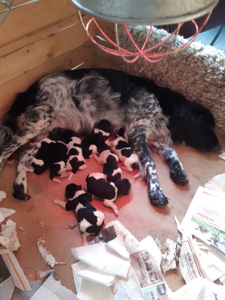 leuke friese stabij pups, Dieren en Toebehoren, Honden | Niet-rashonden, 8 tot 15 weken, Parvo, Meerdere dieren, Eén hond