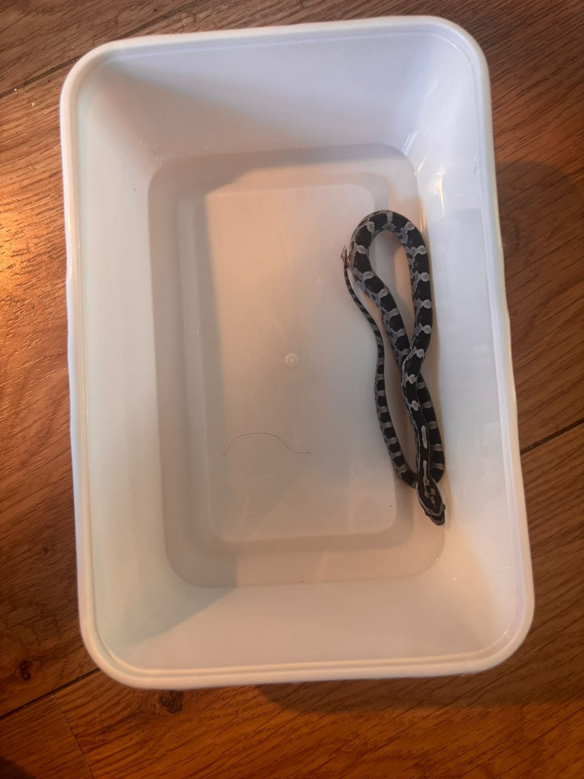 Jonge rattenslangen te koop. Mogen  al verhuizen Rat Snake photo 6