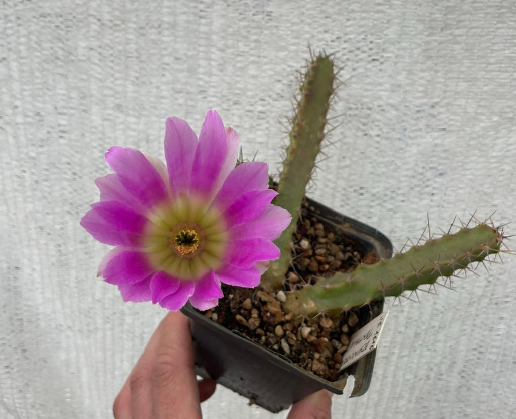 Echinocereus Pentalopus, Cactus, Bloem, Kamerplant, Stek, Ophalen of Verzenden, Cactus, Volle zon, Minder dan 100 cm