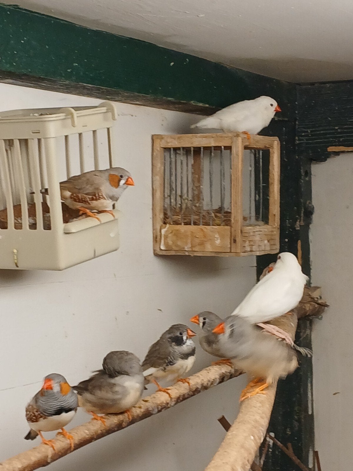 Te koop Zebravinken., Meerdere dieren, Tropenvogel