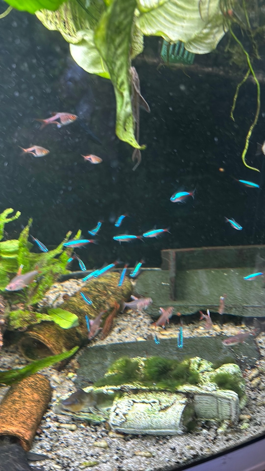 kardinaal tetras, Dieren en Toebehoren, Vis, Zoetwatervis, Schoolvis