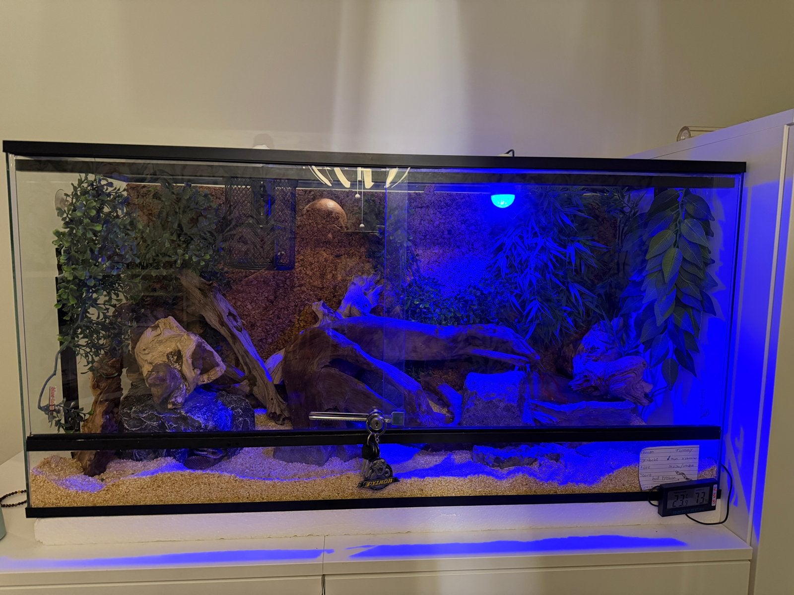 Koningspython 4 jaar - compleet terrarium Ball Python photo 3