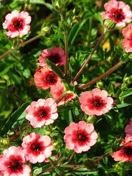Zaden Potentilla nepalensis Miss Willmott, Tuin en Terras, Verzenden, Volle zon
