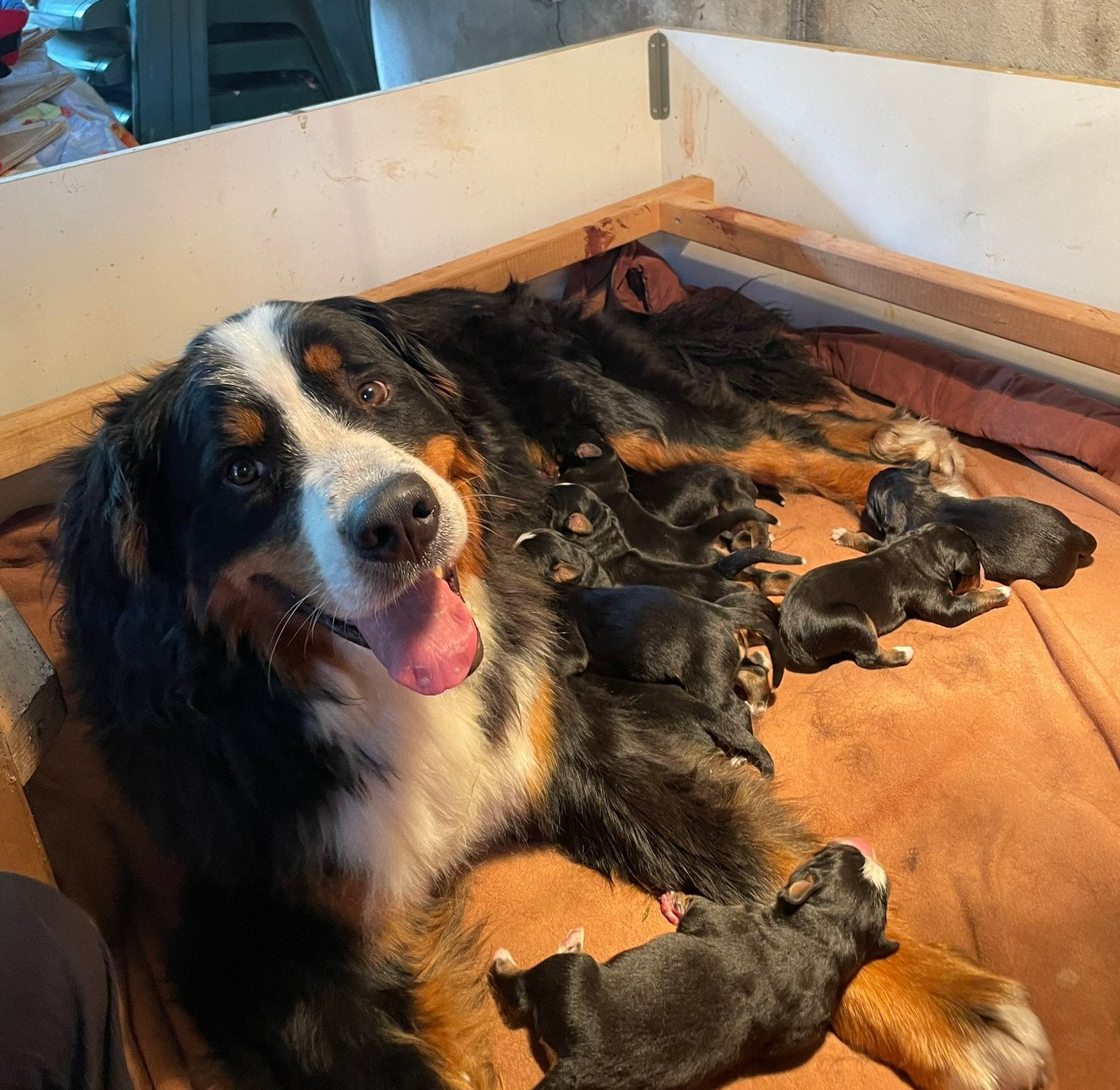 Berner Sennen pups te koop, Overige rassen, 8 tot 15 weken, Meerdere, Meerdere dieren