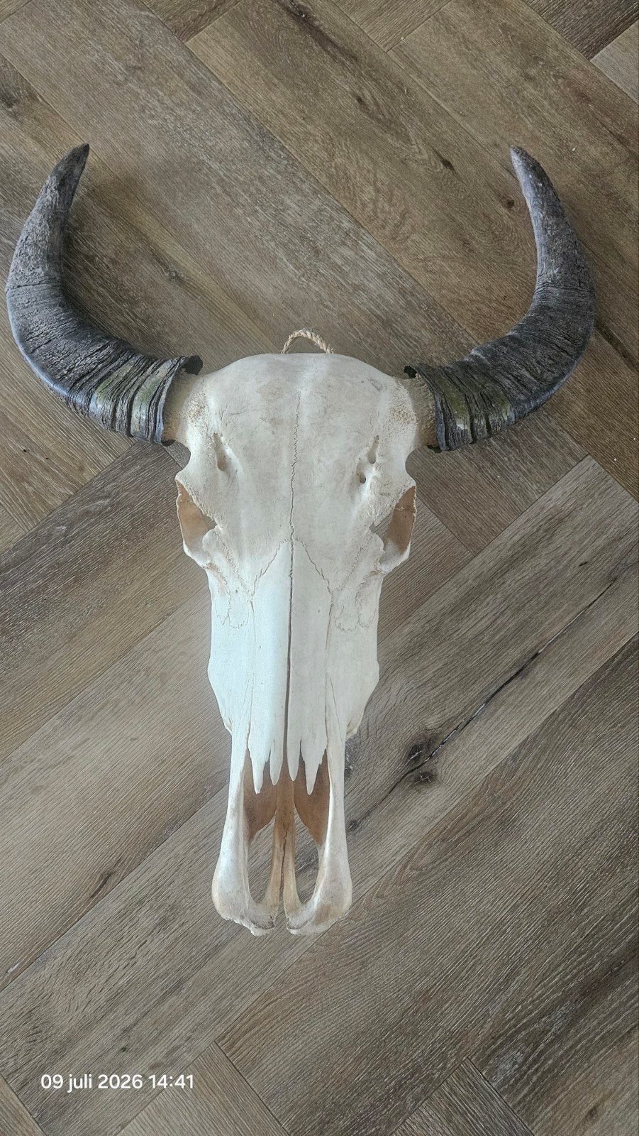 Decoratieve Buffelschedel met Hoorns, Ophalen