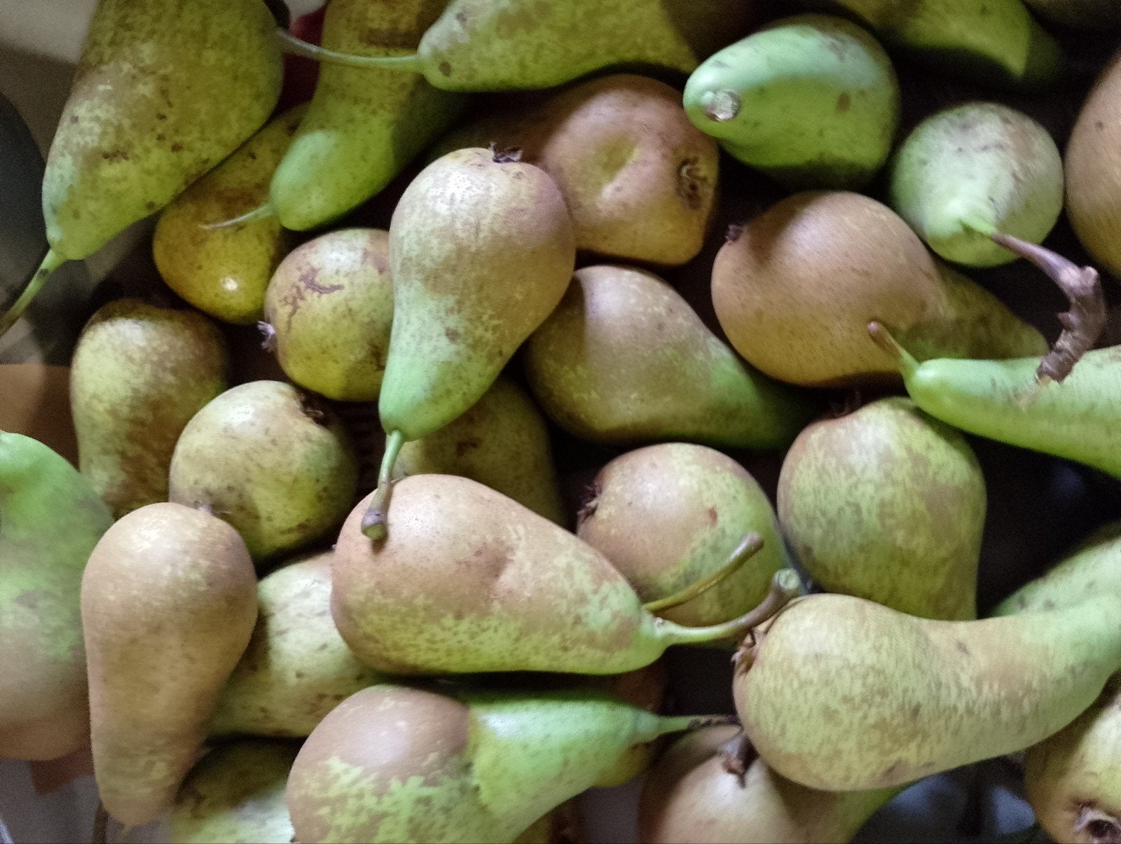 Peren Conference onbespoten €1.00 per kilo uit eigen tuin, Diversen, Ophalen