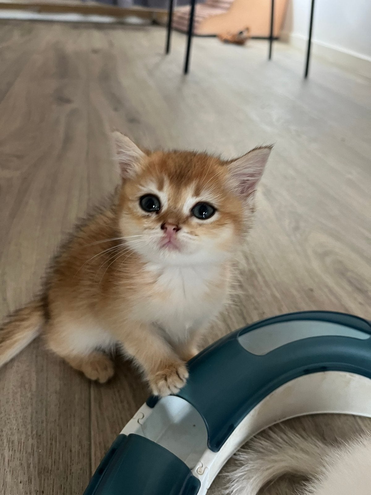 Lieve britse korthaar kittens te koop Stamboom mogelijk, Poes, Gechipt