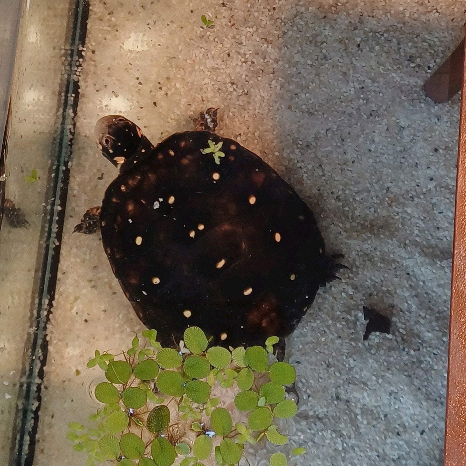 Clemmys Guttata - druppelschildpad, Schildpad, 0 tot 2 jaar
