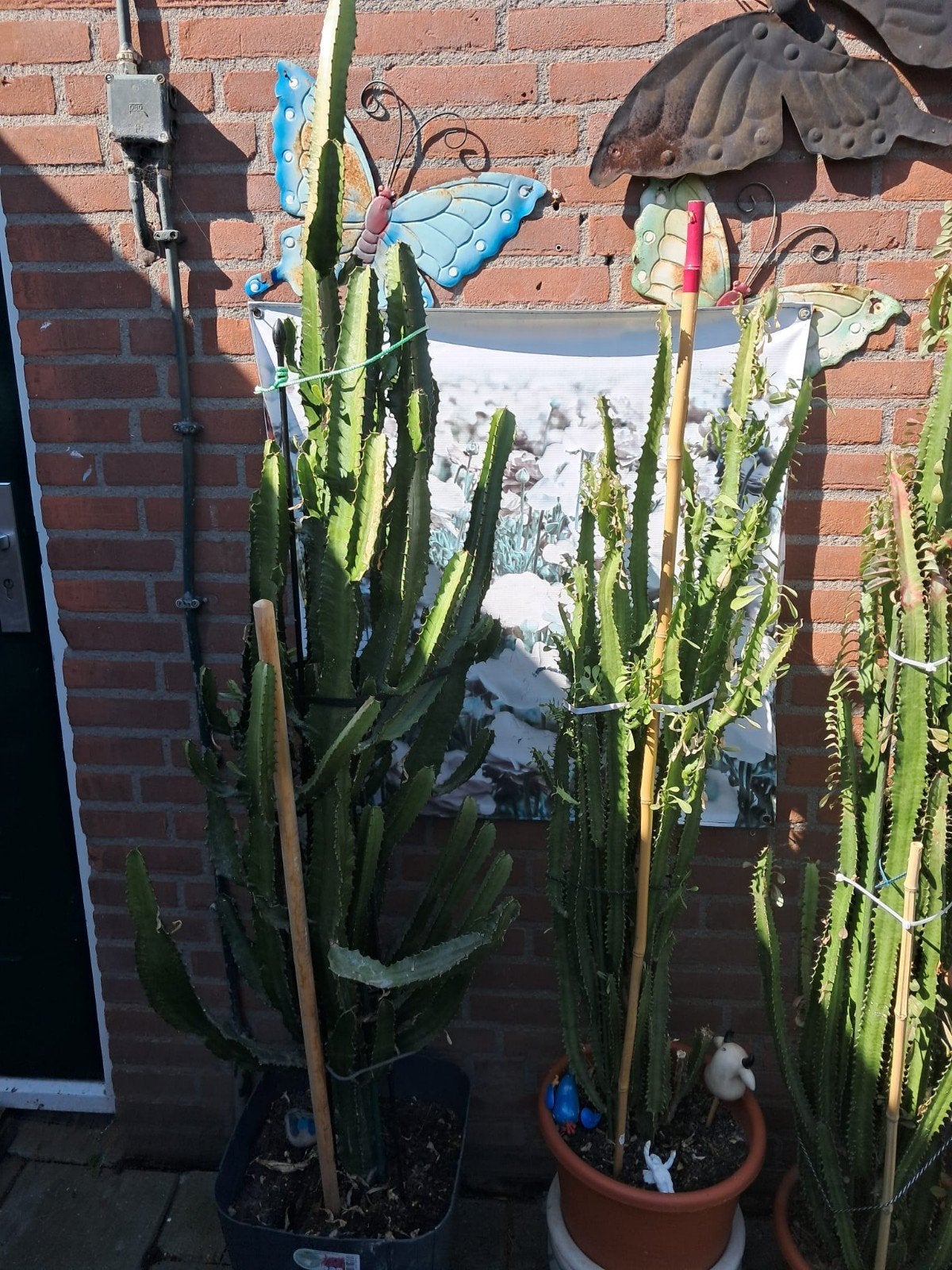 4 Grote Cactussen te Koop - Perfect voor Binnen of Buiten, Tuin en Terras, Planten | Tuinplanten, Ophalen