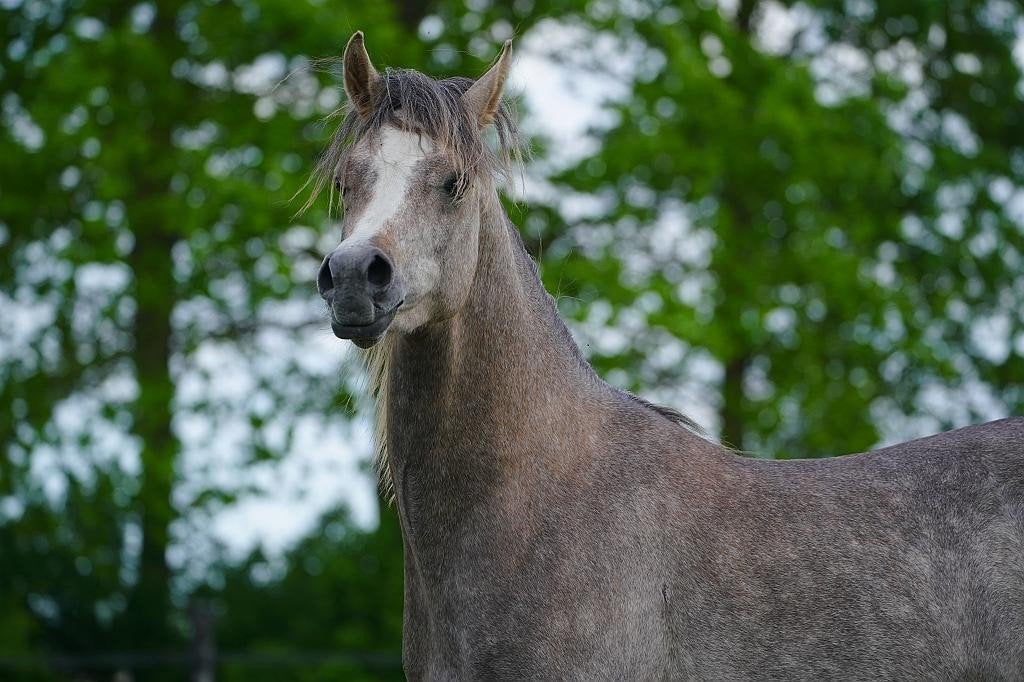 Arabisch Volbloed Paard: Hengst (2j) en Merrie (12j), Dieren en Toebehoren, Paarden, Hengst, Recreatiepaard, Met stamboom, 0 tot 2 jaar