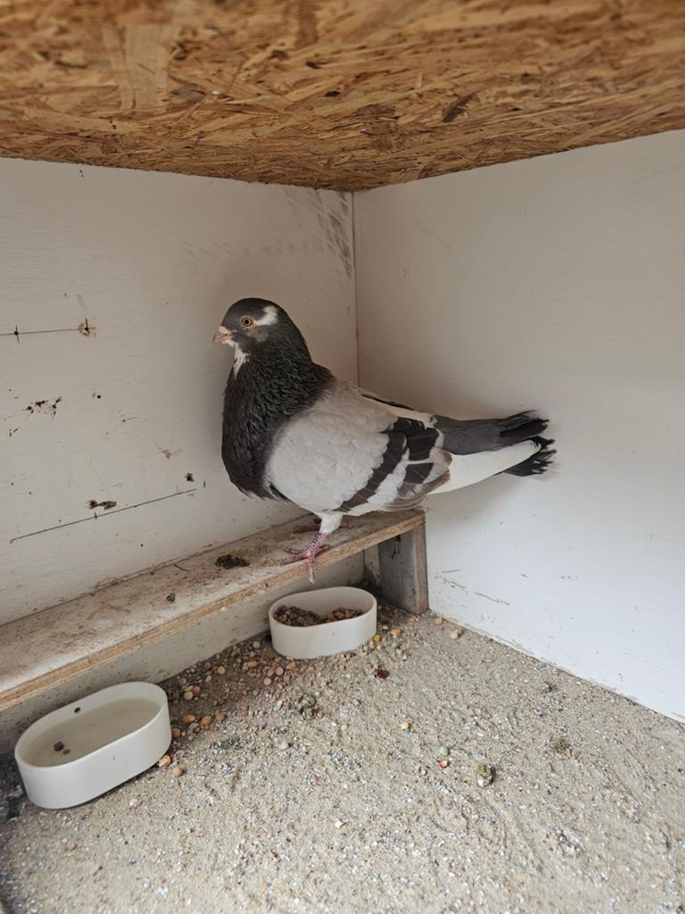 Zeer mooie koppel Haagse lok duiven, Dieren en Toebehoren, Vogels | Duiven, Meerdere dieren, Kropper