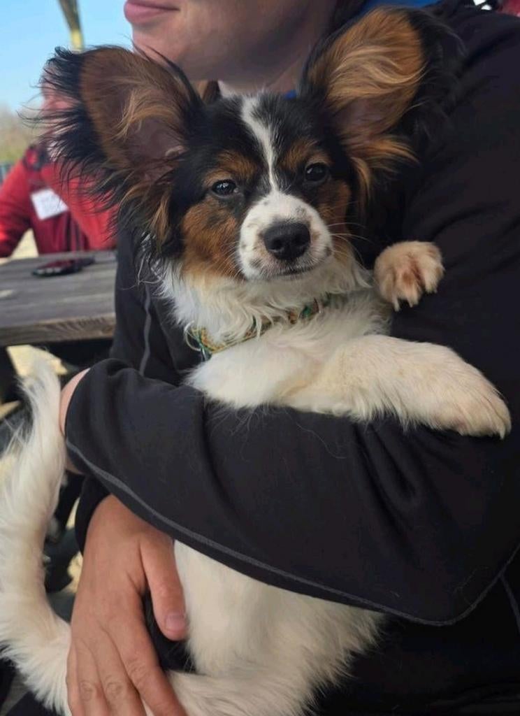 Vlinderhondje/Papillon uit kampioensbloedlijnen, Fokker | Hobbymatig, 15 weken tot 1 jaar, Buitenland, Parvo