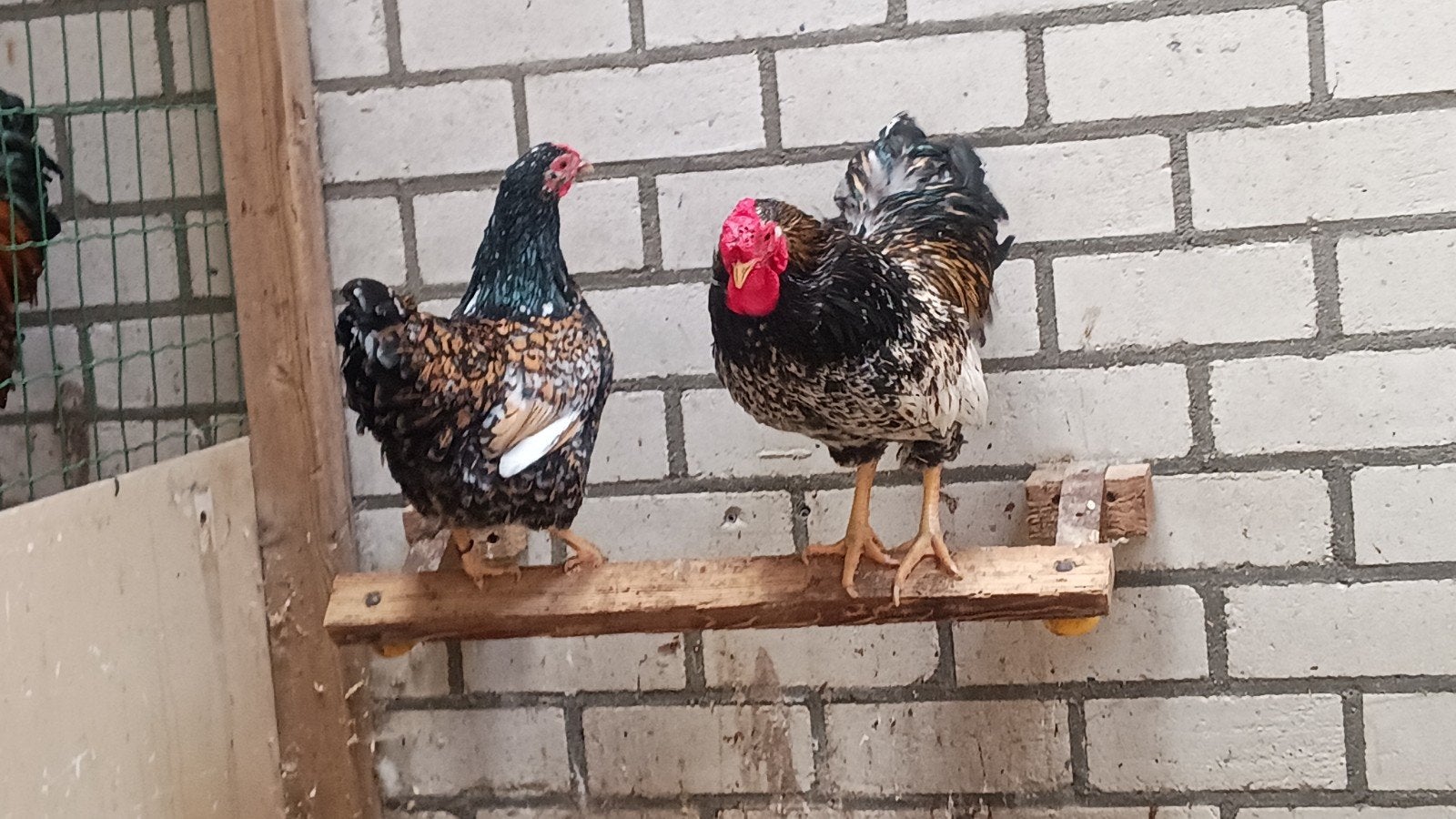 Wyandotte kriel, Dieren en Toebehoren, Vrouwelijk, Kip