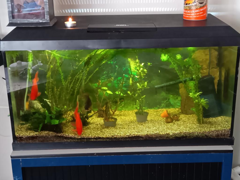 Aquarium 80x40x40, Ophalen, Zo goed als nieuw, Leeg aquarium