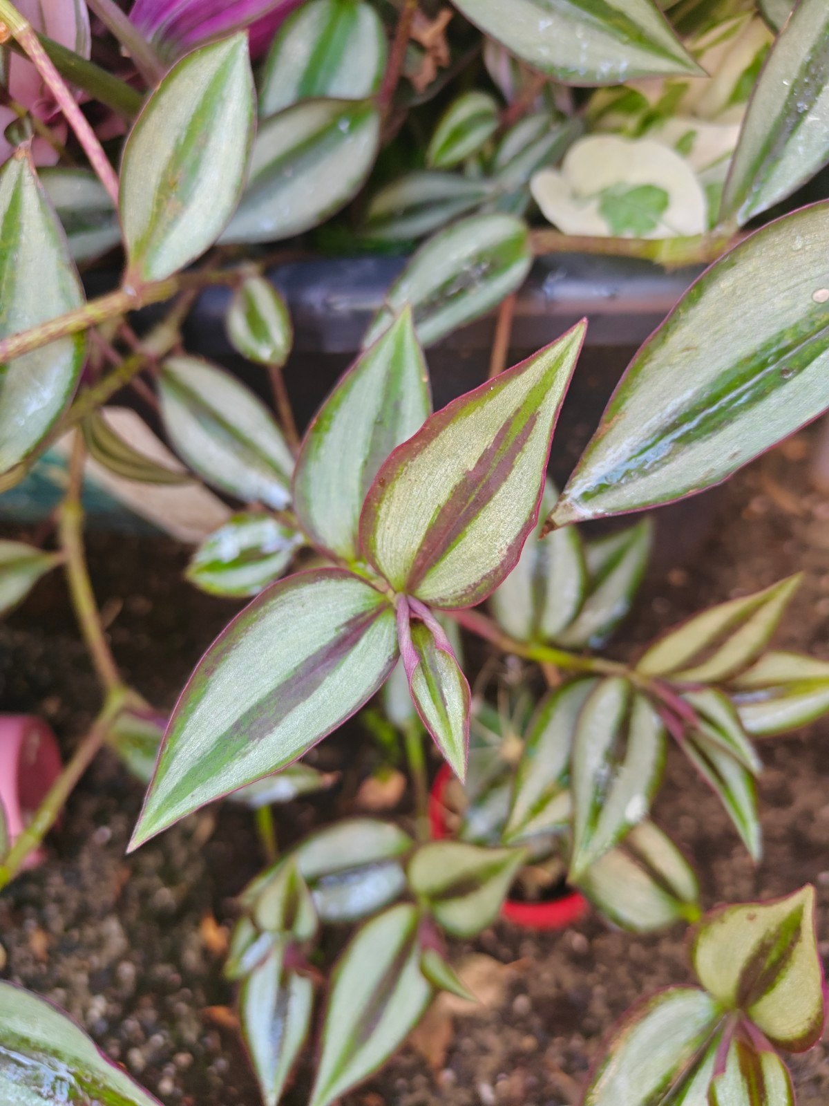Tradescantia Zebrina stekjes, Tuin en Terras, Ophalen of Verzenden, Overige soorten, Volle zon