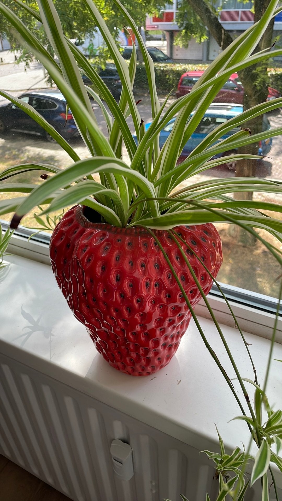 Aardbei vaas met plant, Ophalen, Gebruikt