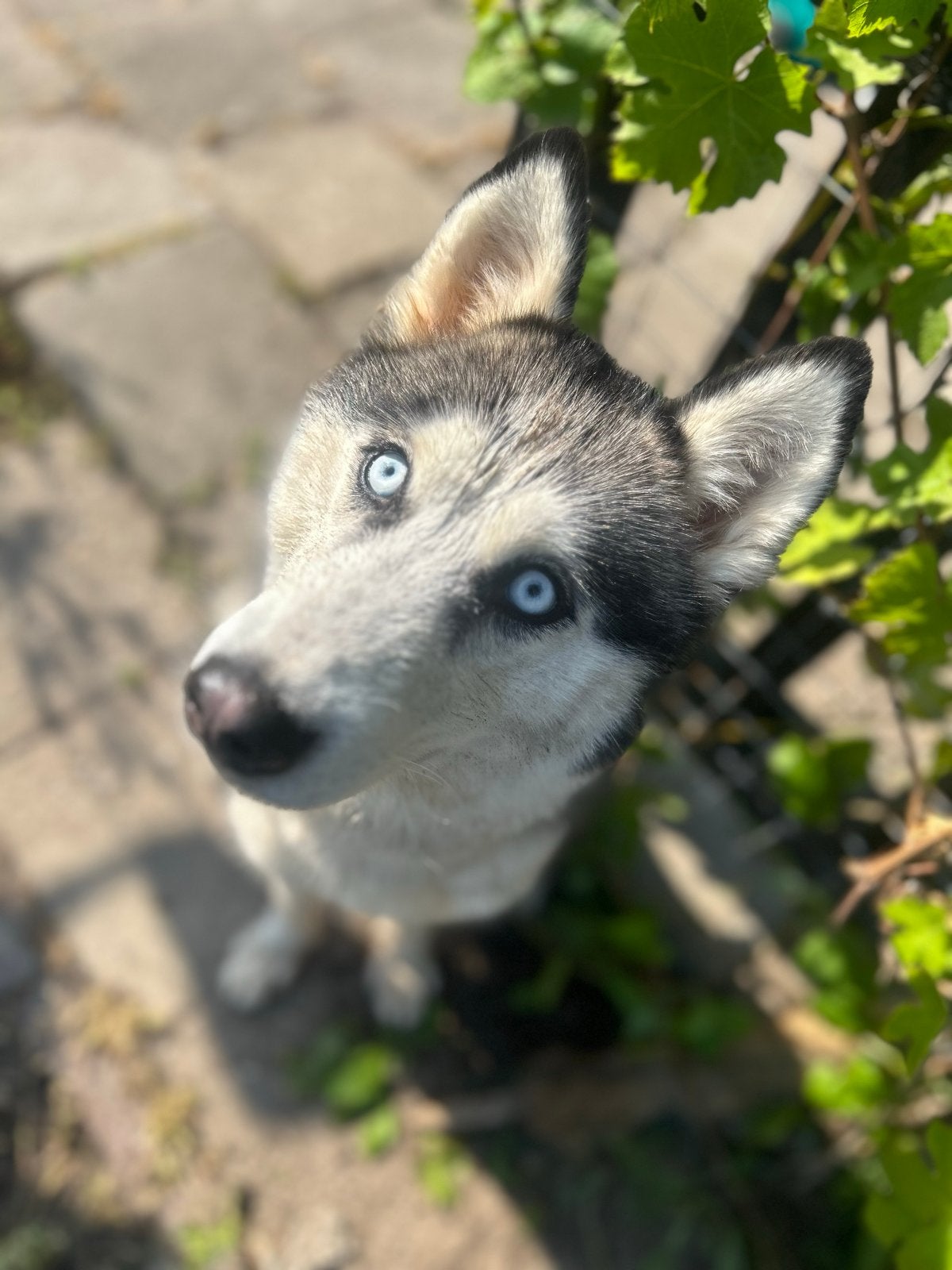 Siberische husky teef, Dieren en Toebehoren, Honden | Poolhonden, Keeshonden en Oertypen, Teef, Poolhond, Particulier, Eén hond