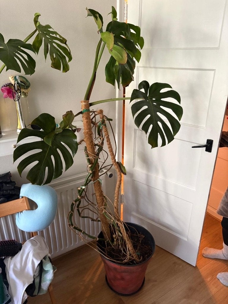 GRATIS Monstera plant, Ophalen, Overige soorten, Halfschaduw, In pot