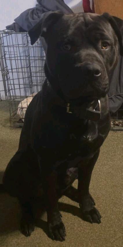 Molosser. bulmastif mooie zwarte reu!!!zoek baasje! of jes., Dieren en Toebehoren, Reu, 1 tot 2 jaar, Eén hond, Nederland