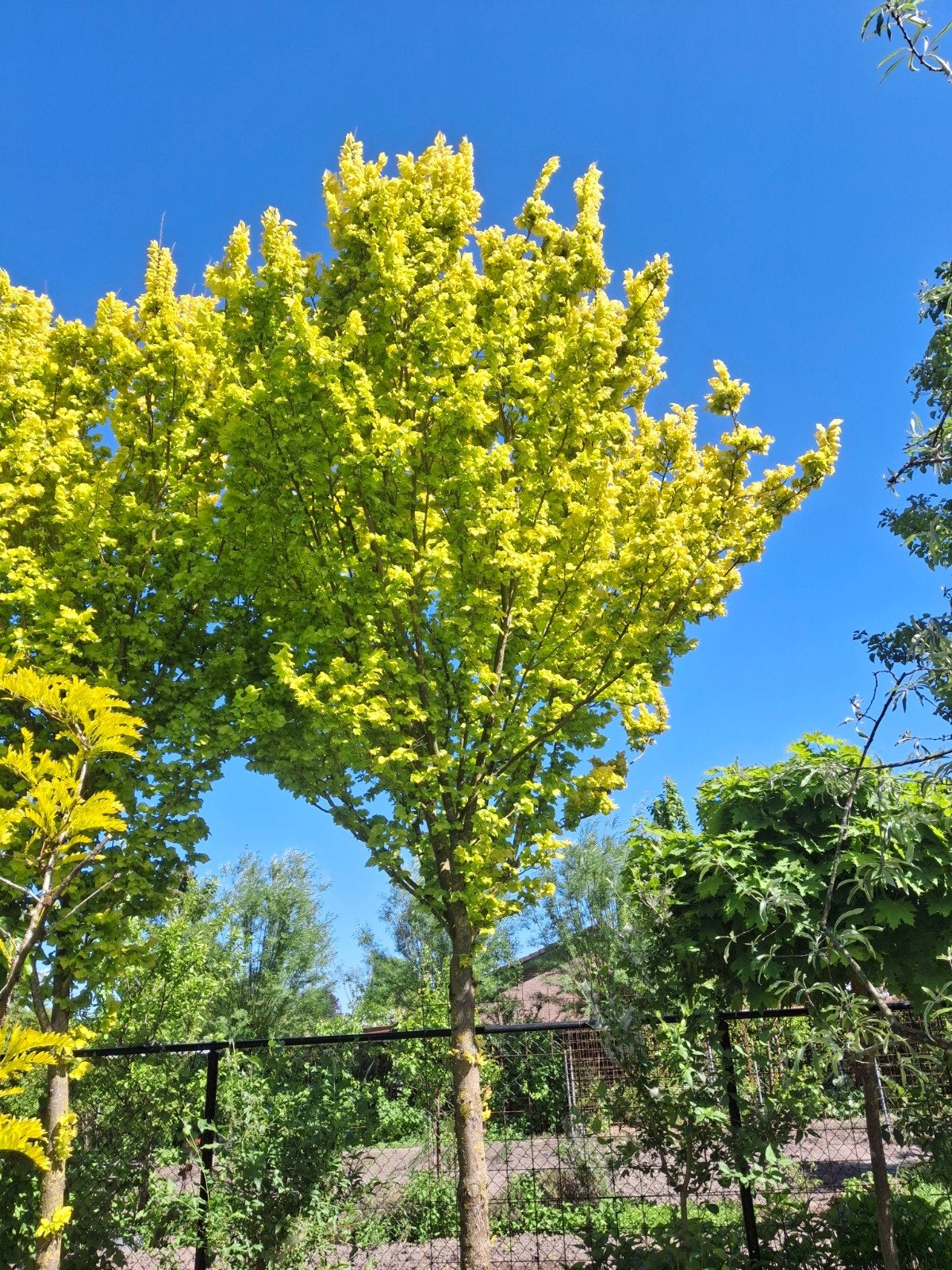 Ulmus x hollandica Wredei - Grote Goudiep hoogstam | OP = OP, Bloeit niet, Overige soorten, 400 cm of meer, Ophalen