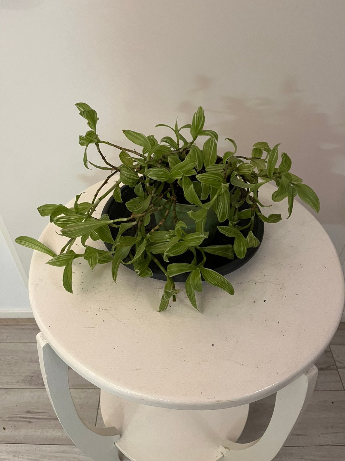 Groene hangplant kamerplant, Ophalen, Halfschaduw, Minder dan 100 cm