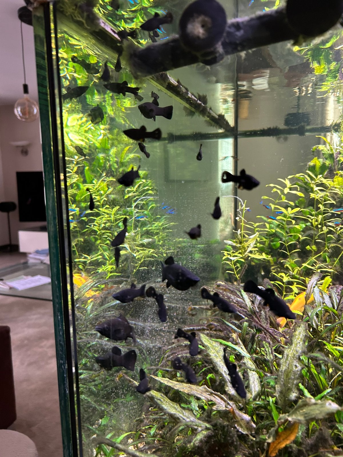 ca 20 jonge black molly’s, Dieren en Toebehoren, Vis, Zoetwatervis, Schoolvis