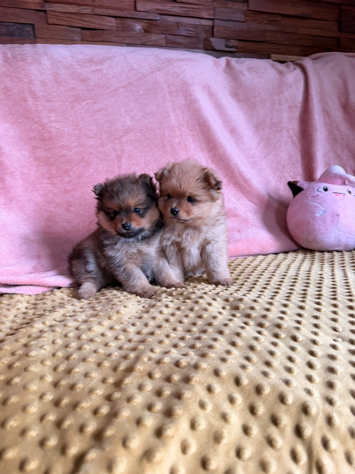 Pomeriaan pups in huiselijke kring geboren, Keeshond, 8 tot 15 weken, Meerdere, Meerdere dieren