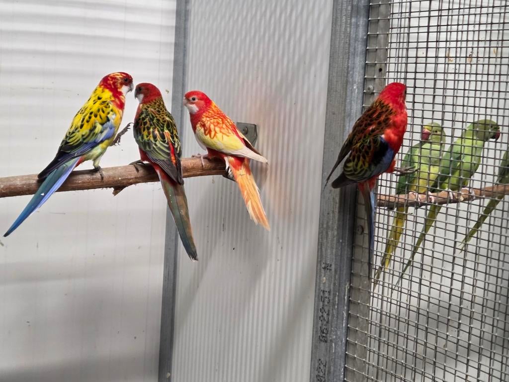 Enkele rosella's, Dieren en Toebehoren, Vogels | Parkieten en Papegaaien, Meerdere dieren, Parkiet