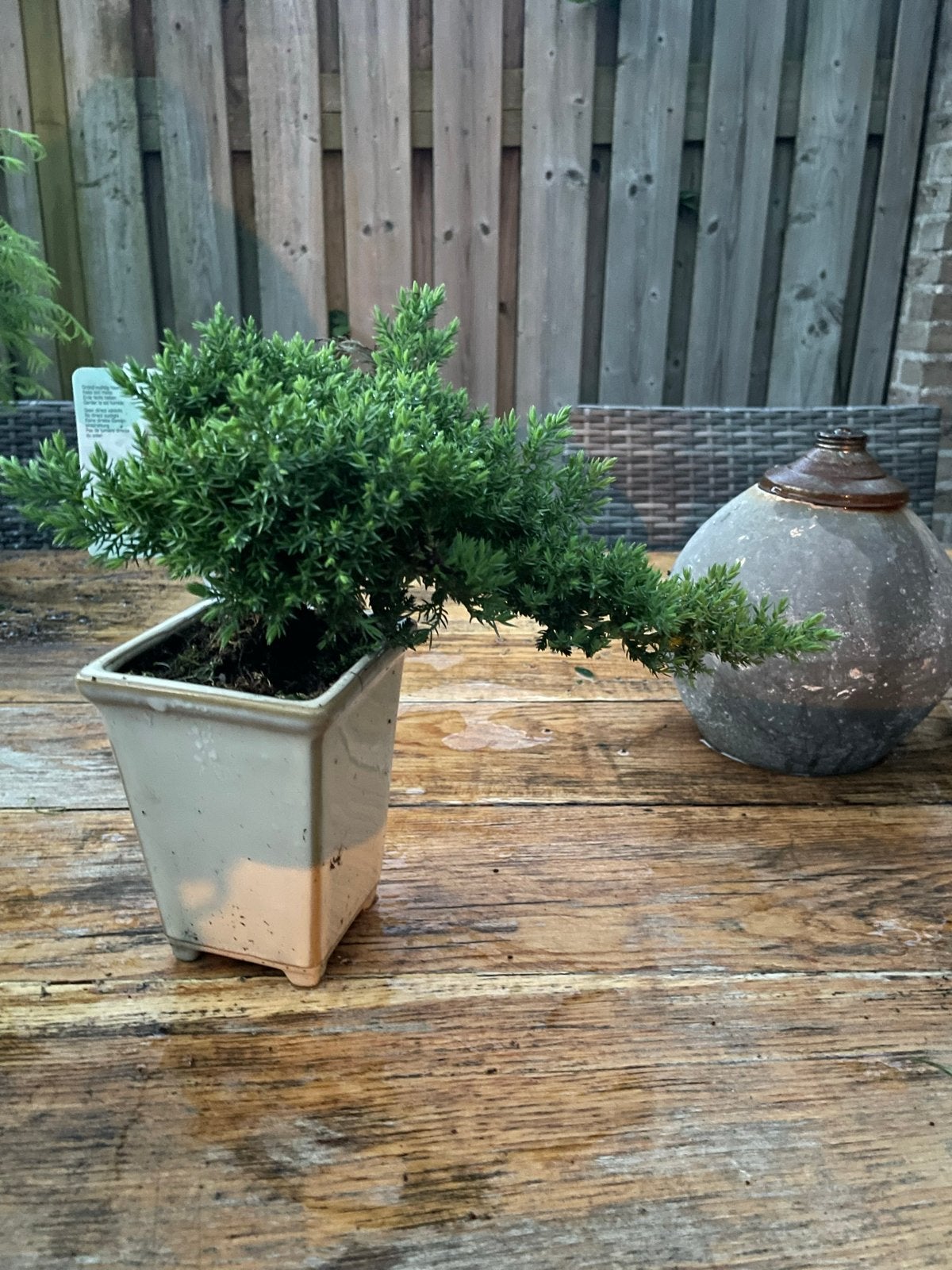 Juniperus Cascade Bonsai Jeneverbes, Overige soorten, Volle zon, Vaste plant, Ophalen of Verzenden