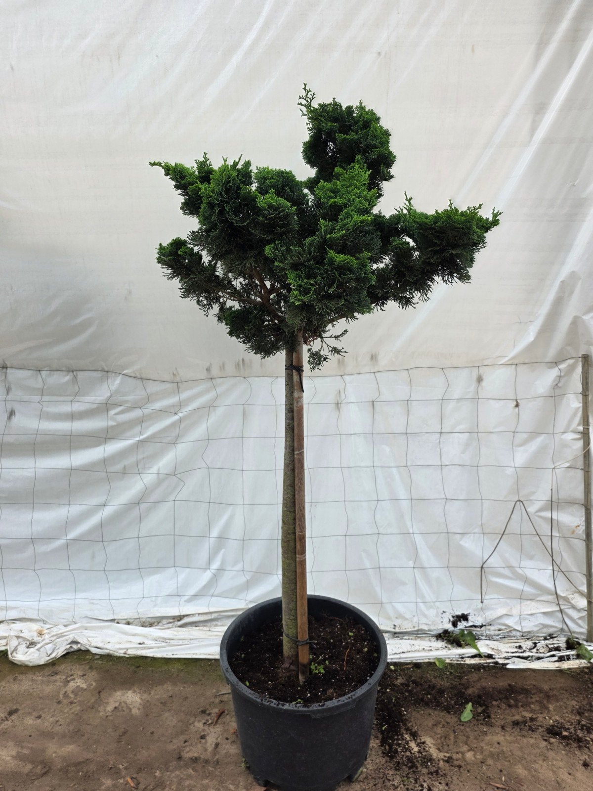 Japanse Cipres (Chamaecyparis obtusa 'Nana Gracilis'), Ophalen, Bloeit niet, Overige soorten, Halfschaduw