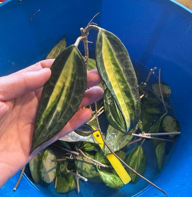 Stekken Hoya Macrophylla Pot of Gold, Ophalen, Halfschaduw, Minder dan 100 cm