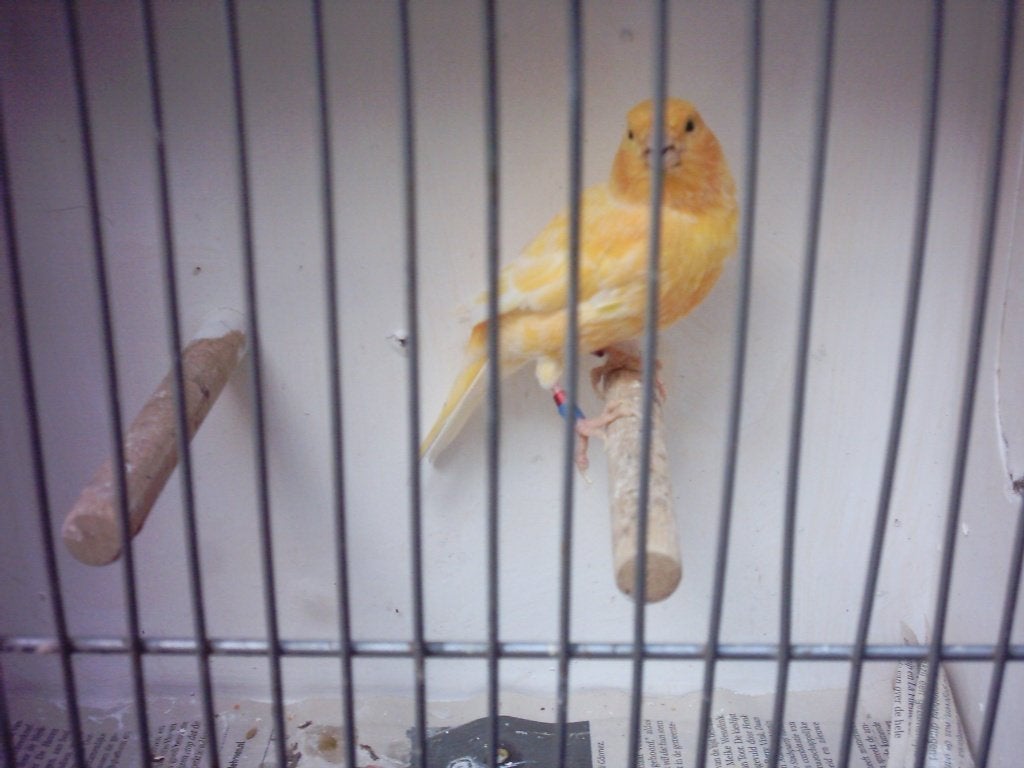 kanarie`s, Meerdere dieren, Kleurkanarie