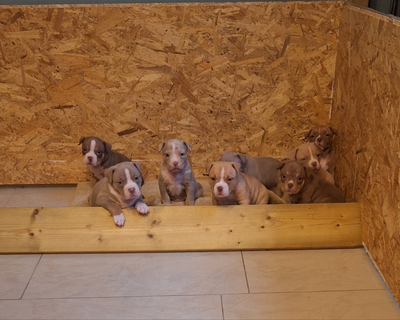 pockett bully puppy's, Dieren en Toebehoren, 8 tot 15 weken, Bulldog, Meerdere, Meerdere dieren