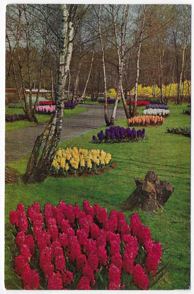 Keukenhof Lisse Gelopen Ansichtkaart ( B4242 ), Verzenden, 1980 tot heden, Gelopen