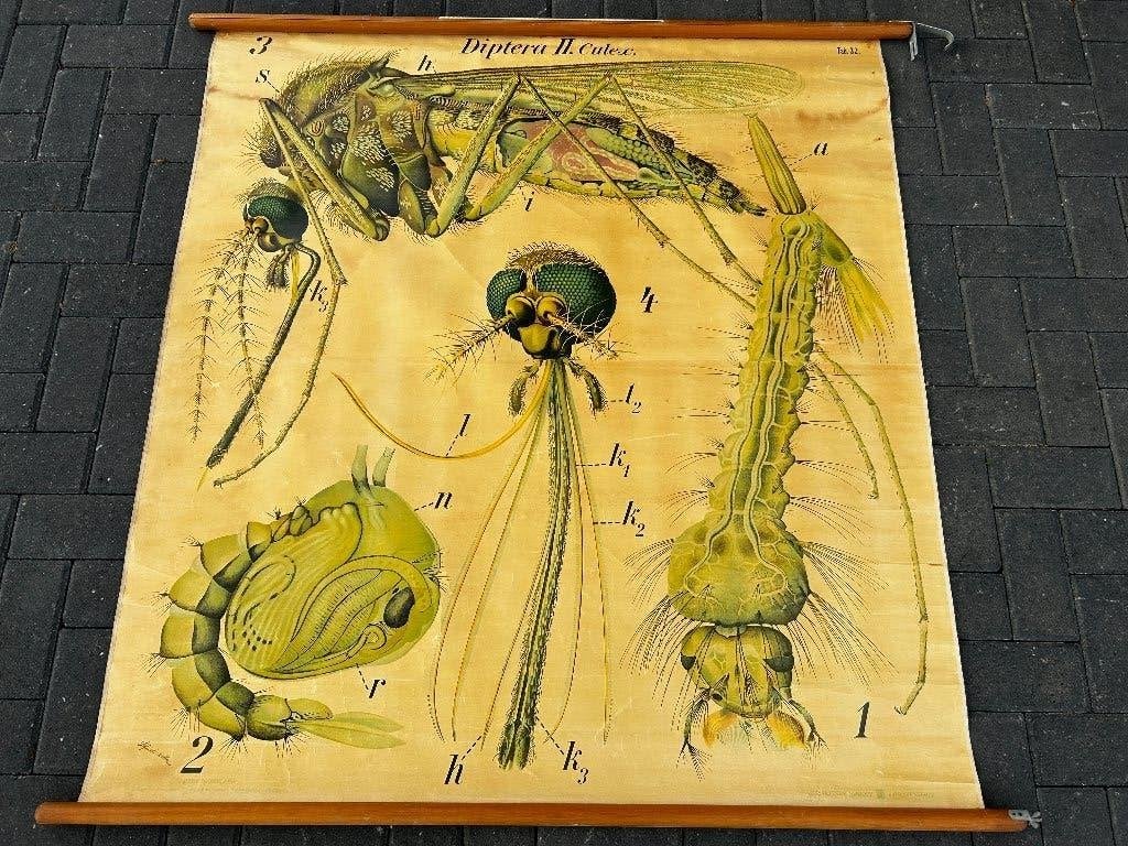Grote schoolplaat van een mug, Pfurtscheller, Antiek en Kunst, Ophalen of Verzenden, Natuur en Biologie