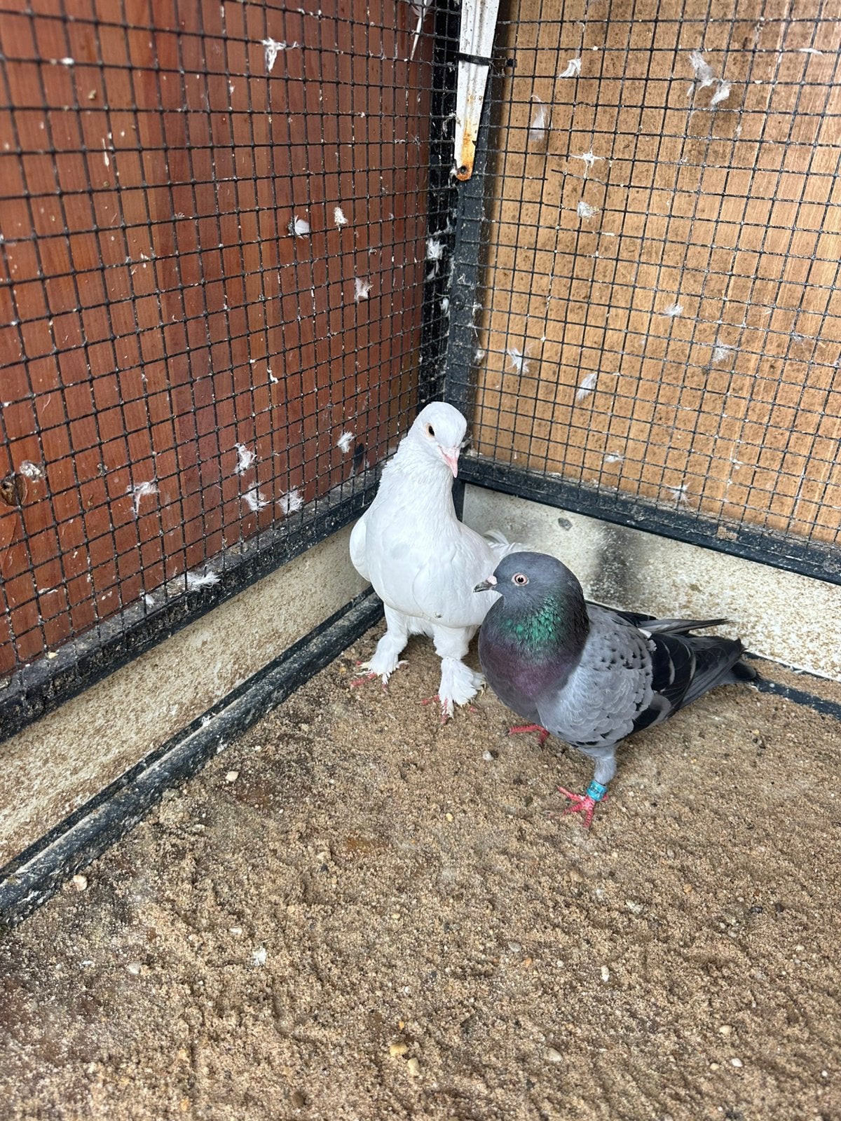 Duiven koppel  €14.50, Meerdere dieren, Overige soorten